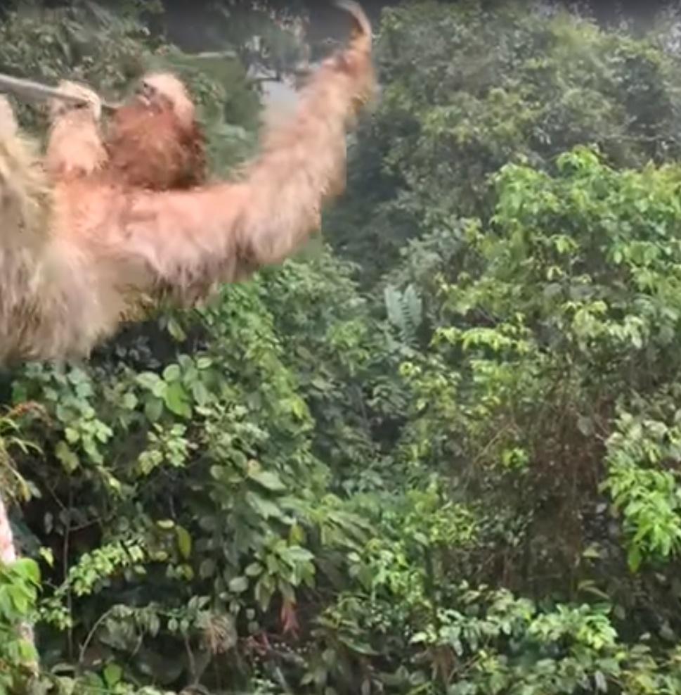 男孩遇樹懶獲得極罕有的快樂體驗。(FB)