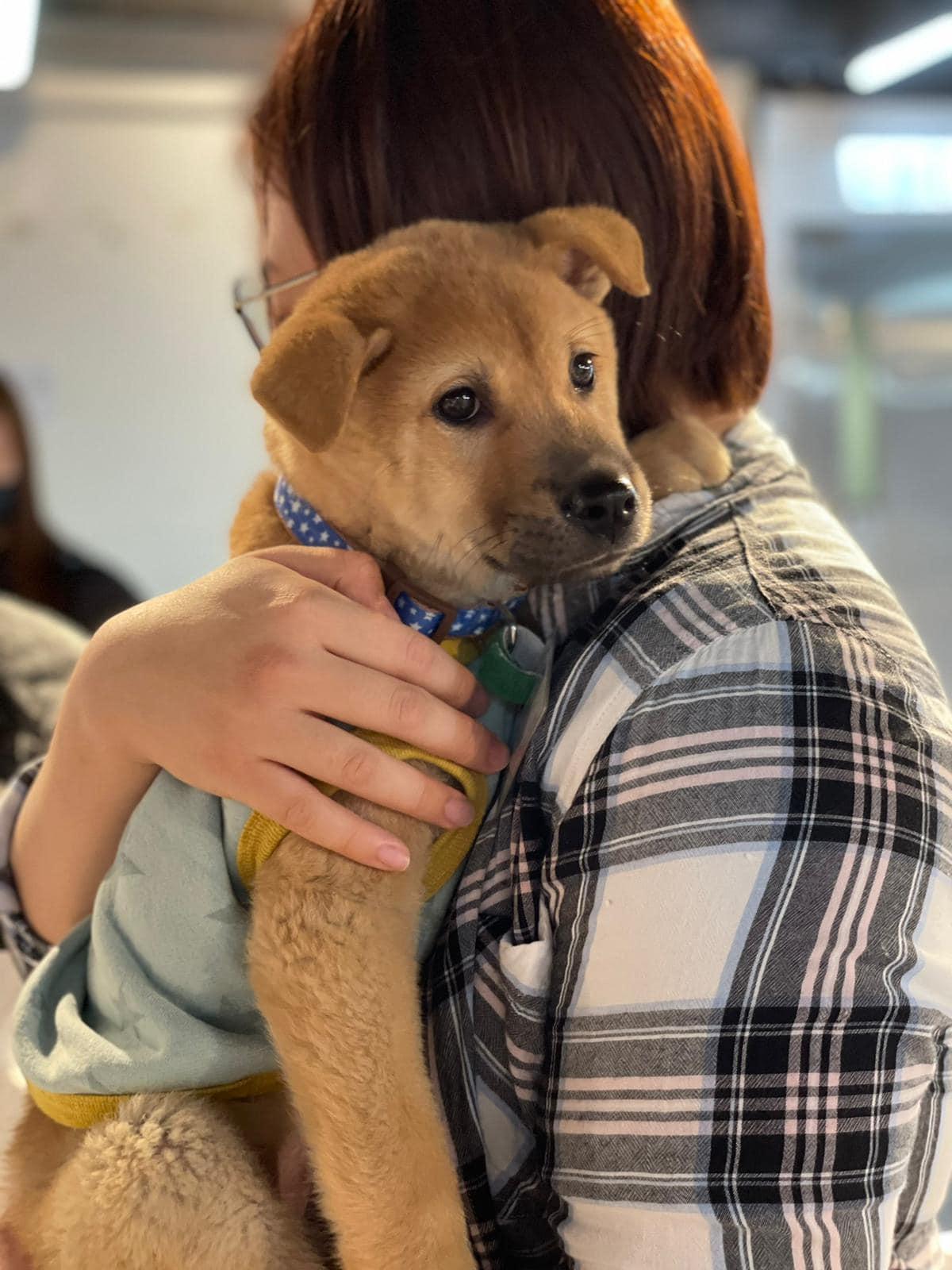 毛守救援早前舉行實體領養日,但隨時疫情失控,就愈來愈難舉行。