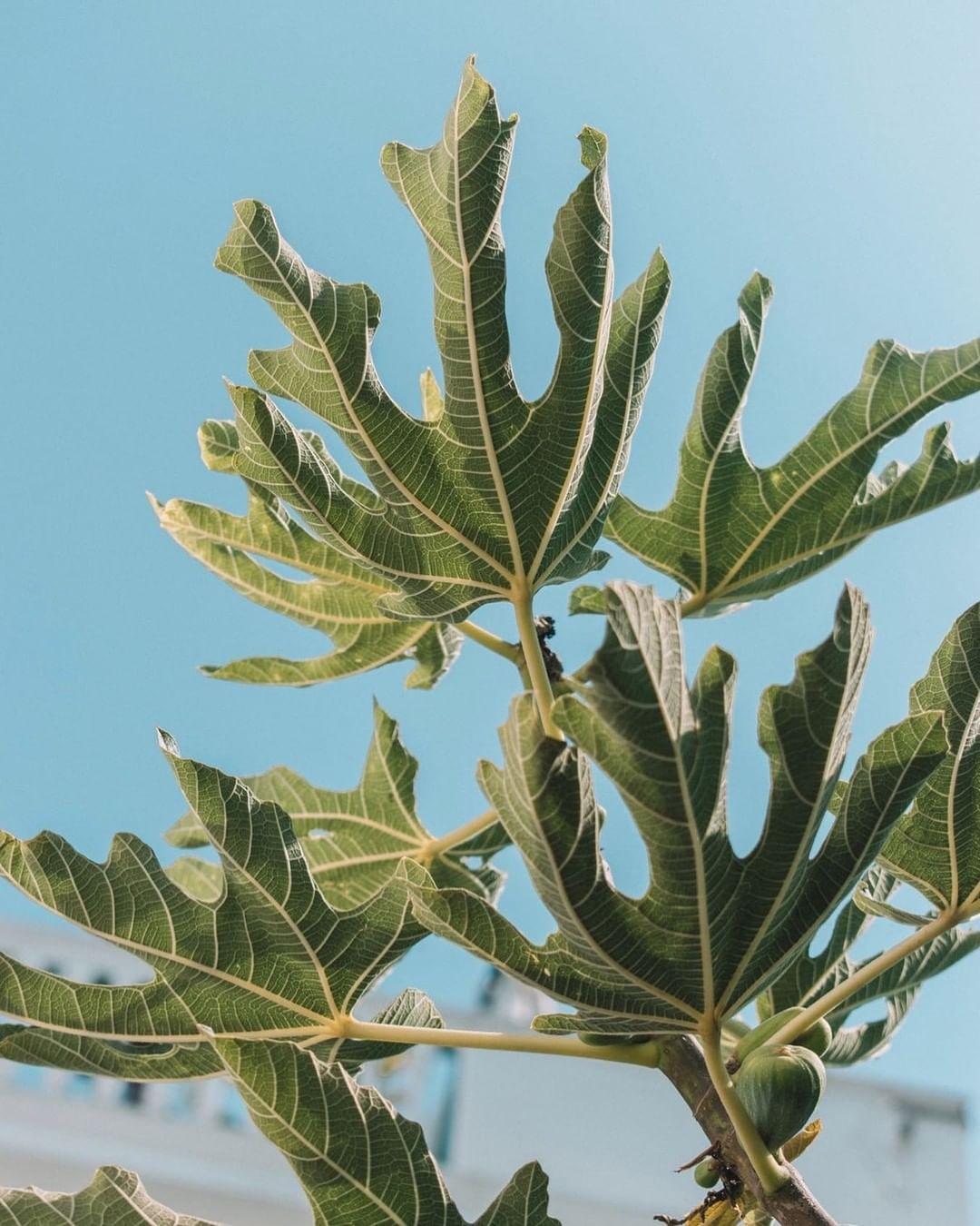 氣氛慵懶舒適。(網絡來源:instagram:thehideouthk)