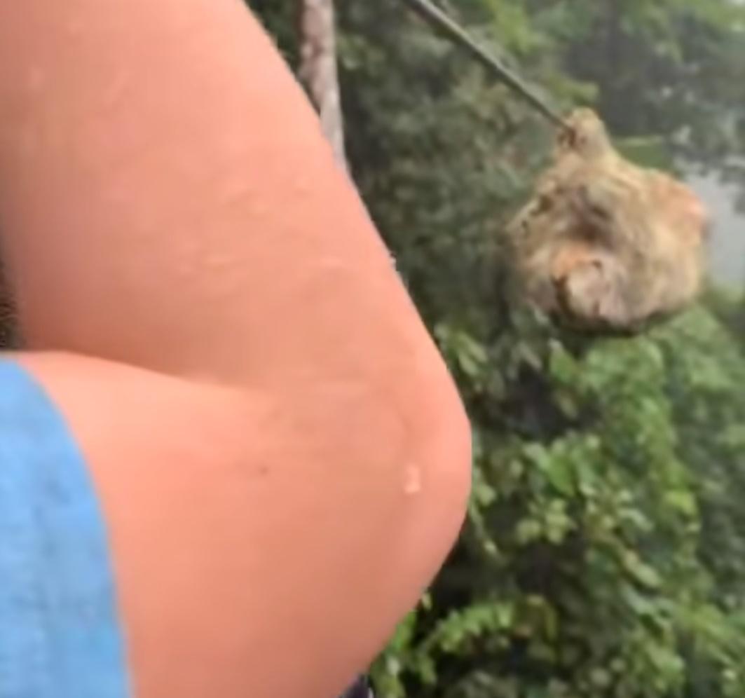 男孩遇樹懶獲得極罕有的快樂體驗。(FB)