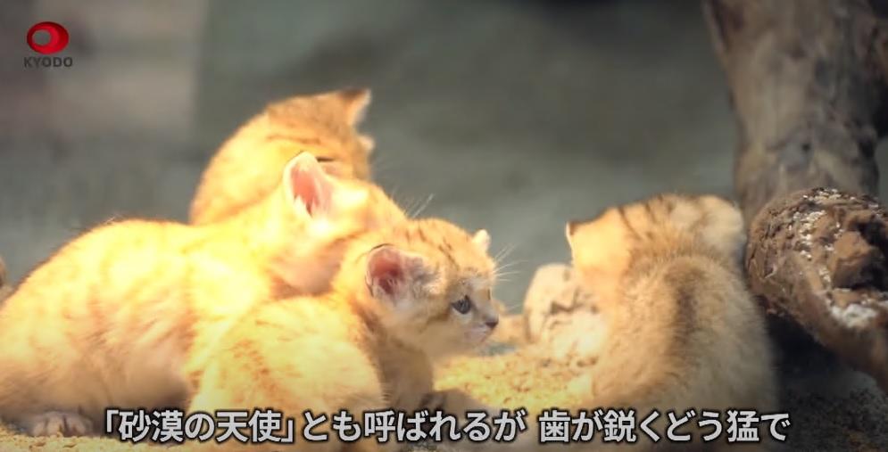 有片︱神戶動物園4隻罕有沙漠貓BB現身