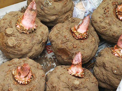 蒟蒻即是魔芋,品種是天南星科魔芋屬,屬於塊莖草本植物。(網絡圖片)