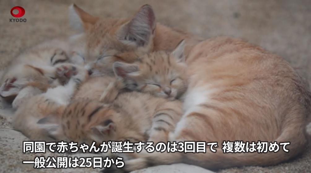 有片︱神戶動物園4隻罕有沙漠貓BB現身