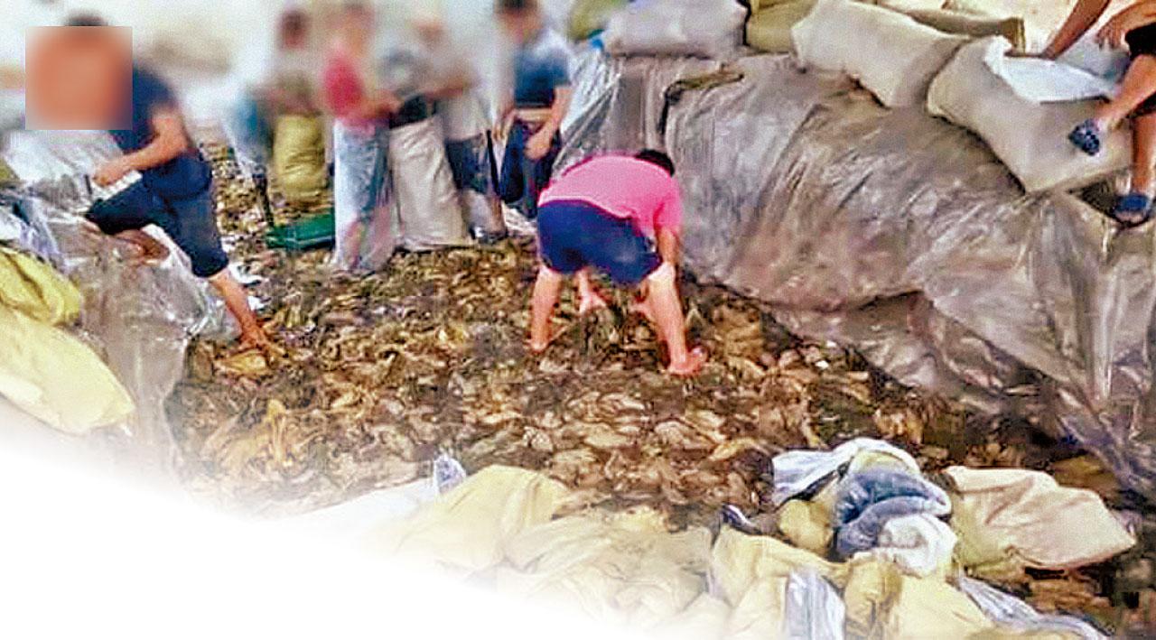 黑心食品|央視揭湖南酸菜腳踩混煙頭 康師傅下架回收酸菜麵