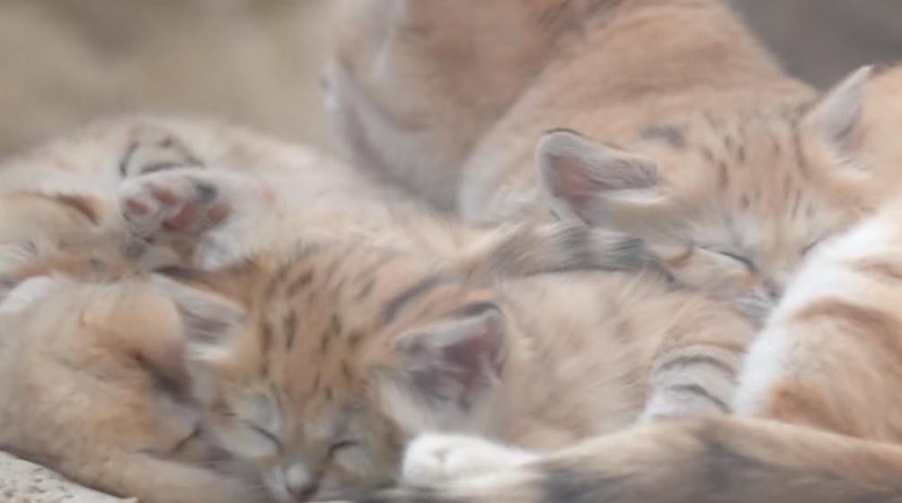有片︱神戶動物園4隻罕有沙漠貓BB現身