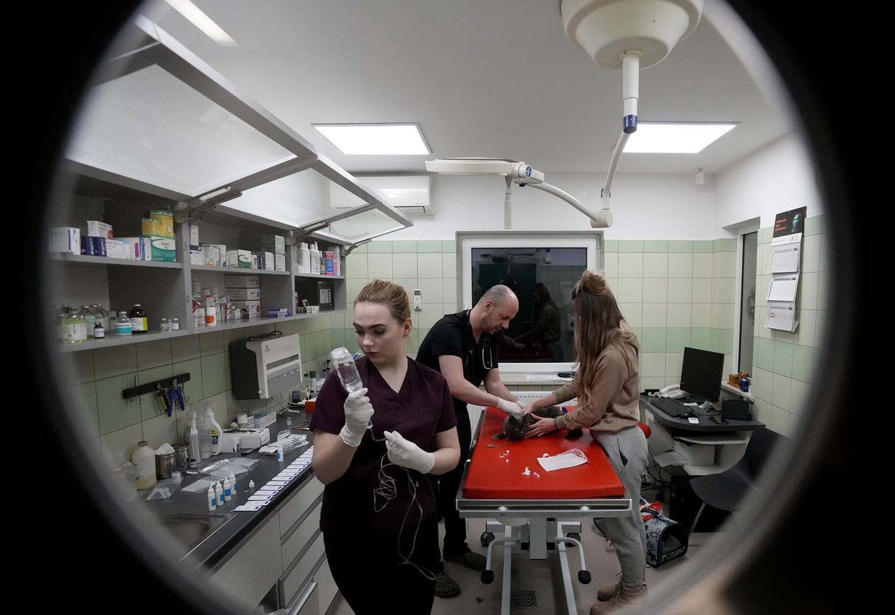 波蘭Przemysl一個動物基金會聯同獸醫及義工,周二(8日)成功將數十隻收容所的貓狗運抵波蘭。(AP)