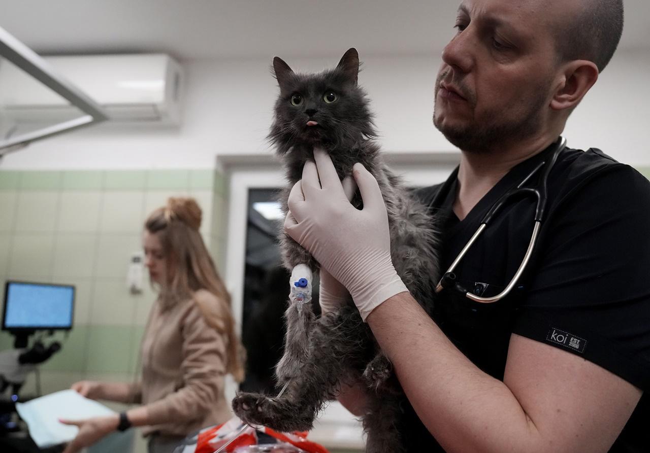 波蘭Przemysl一個動物基金會聯同獸醫及義工,周二(8日)成功將數十隻收容所的貓狗運抵波蘭。(AP)