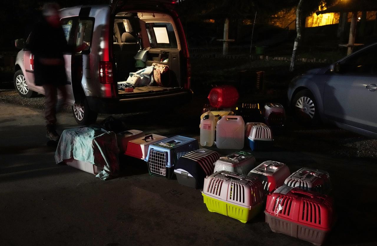 波蘭Przemysl一個動物基金會聯同獸醫及義工,周二(8日)成功將數十隻收容所的貓狗運抵波蘭。(AP)