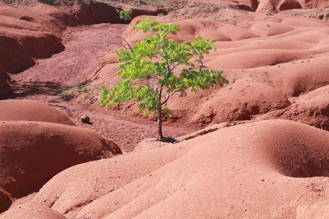 每年每棵樹能吸入6噸二氧化碳,淨化10磅空氣污 染,同時釋放4噸氧氣,對整體緩和溫室效應極有助益。