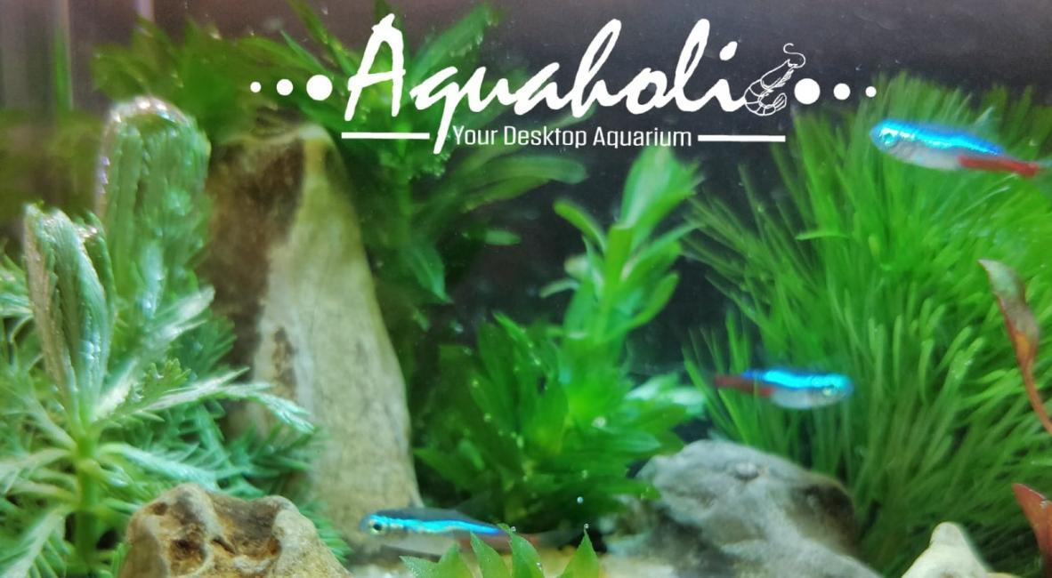 迷你積木生態魚缸DIY材料包