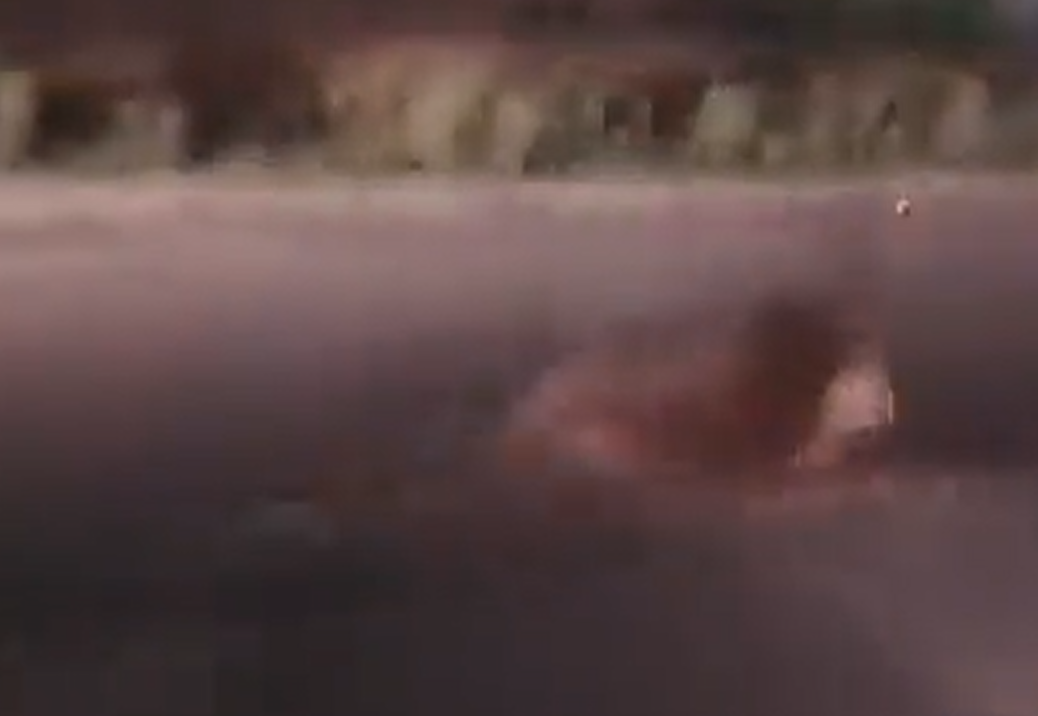 被推出的牛隻跌落路面受傷。(影片截圖)