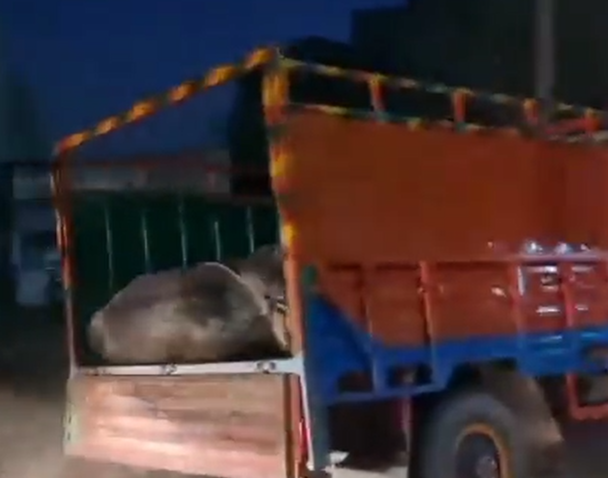 匪徒從貨車推出牛隻。(影片截圖)