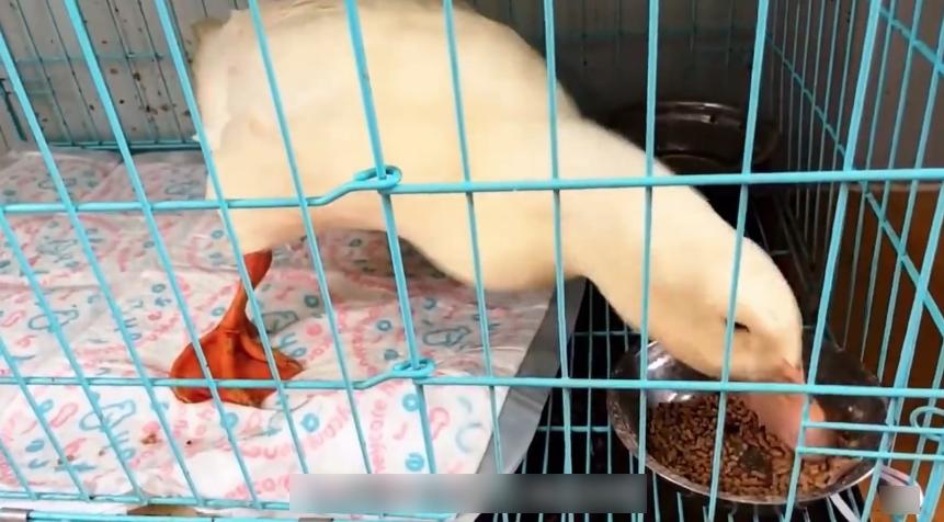 深圳寵物方艙內的寵物。(互聯網)