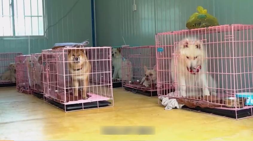 深圳寵物方艙內的寵物。(互聯網)