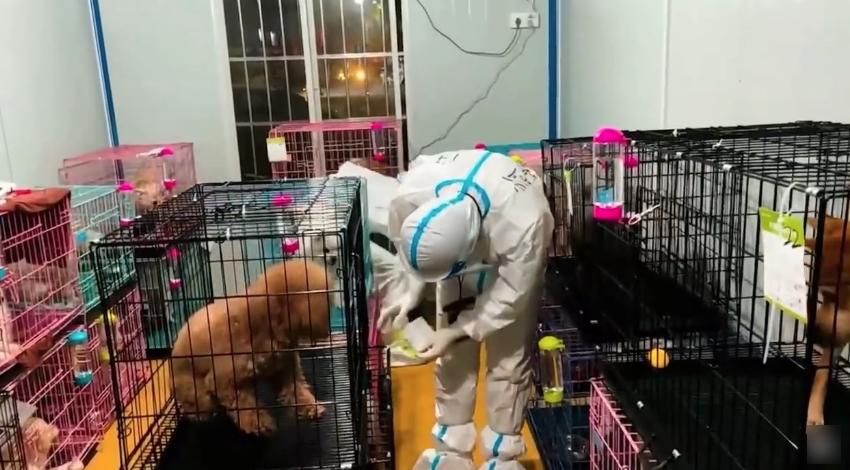 深圳寵物方艙內的寵物。(互聯網)