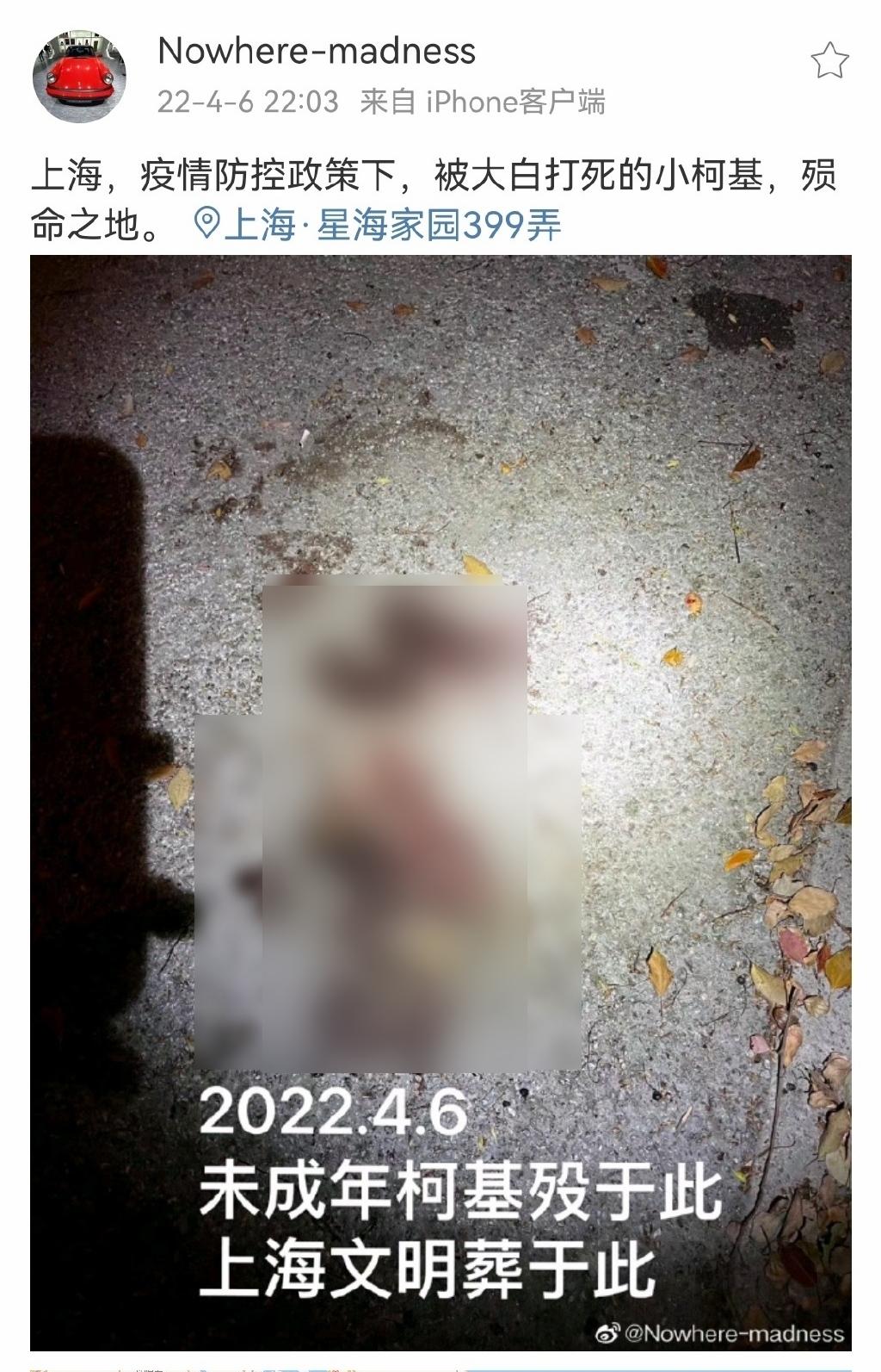 有愛狗人士當晚去到打死狗現場,發現地上仍留有大攤血跡。(互聯網)