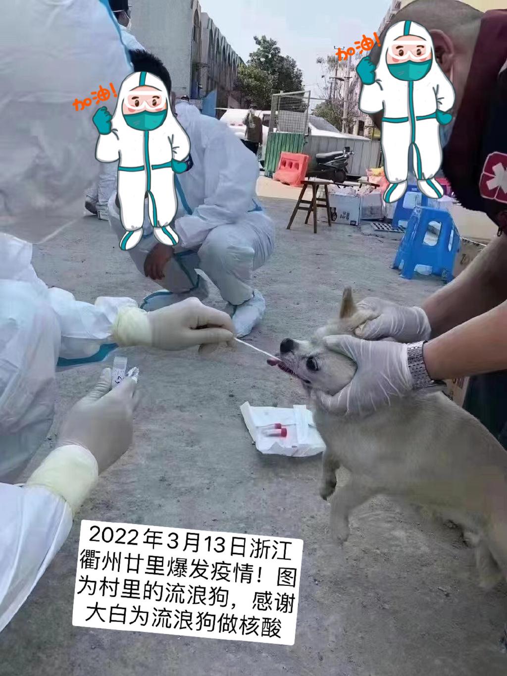 浙江一條農村早前為流浪狗做核酸檢測。(互聯網)