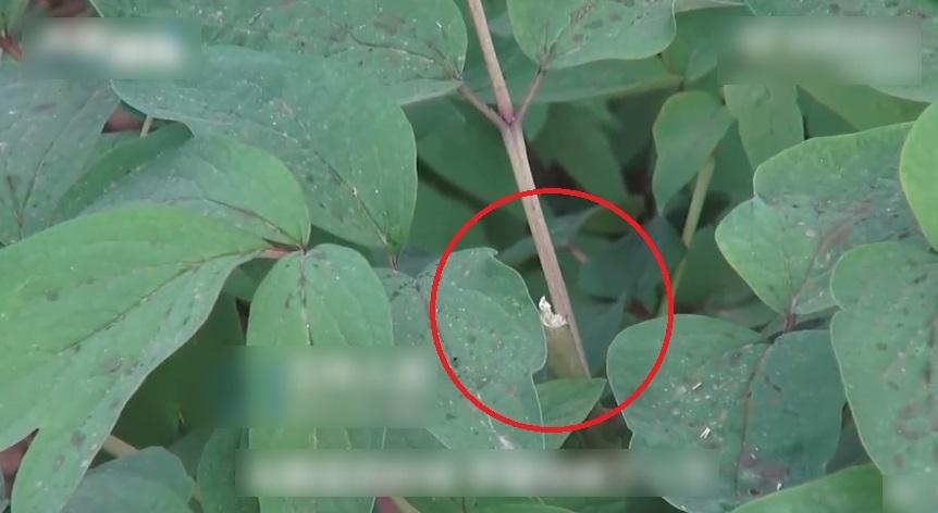 洛陽王城公園一株春柳,原本有兩個花蕾,但其中一個被摘走。(互聯網)