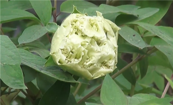 洛陽王城公園一株春柳,原本有兩個花蕾,目前只剩下一個。(互聯網)