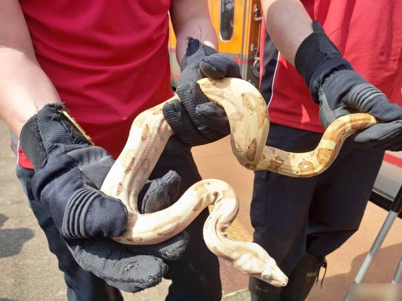 宜蘭消防員將台鐵自強號上的「不速之客」捉住。(互聯網)