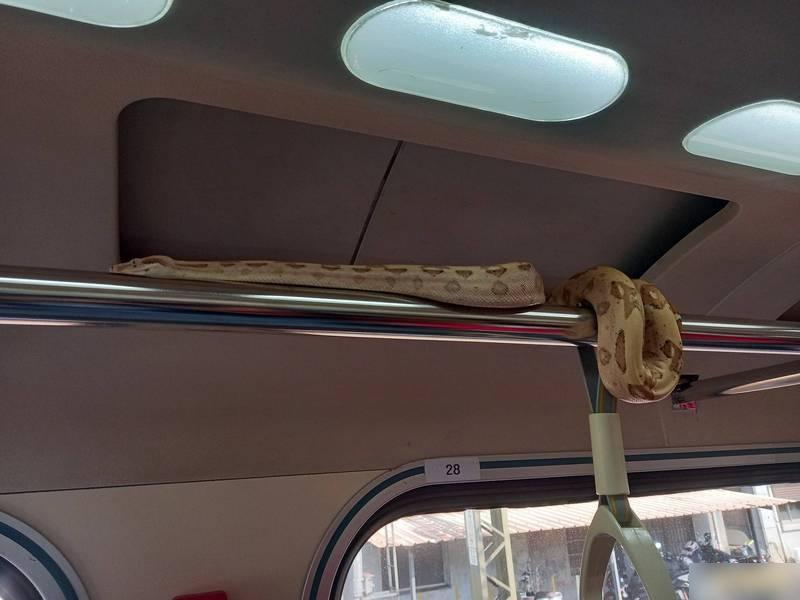 大蛇爬過行李架後,繞到扶手上。(互聯網)