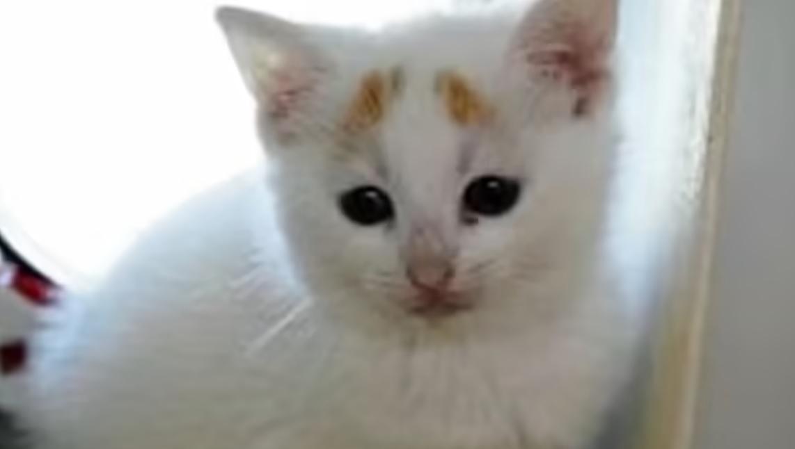 小時候的Rainbow。