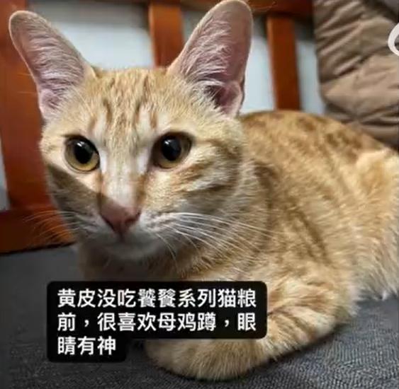 有貓主表示,愛貓未吃涉事貓糧前非常精靈。(互聯網)