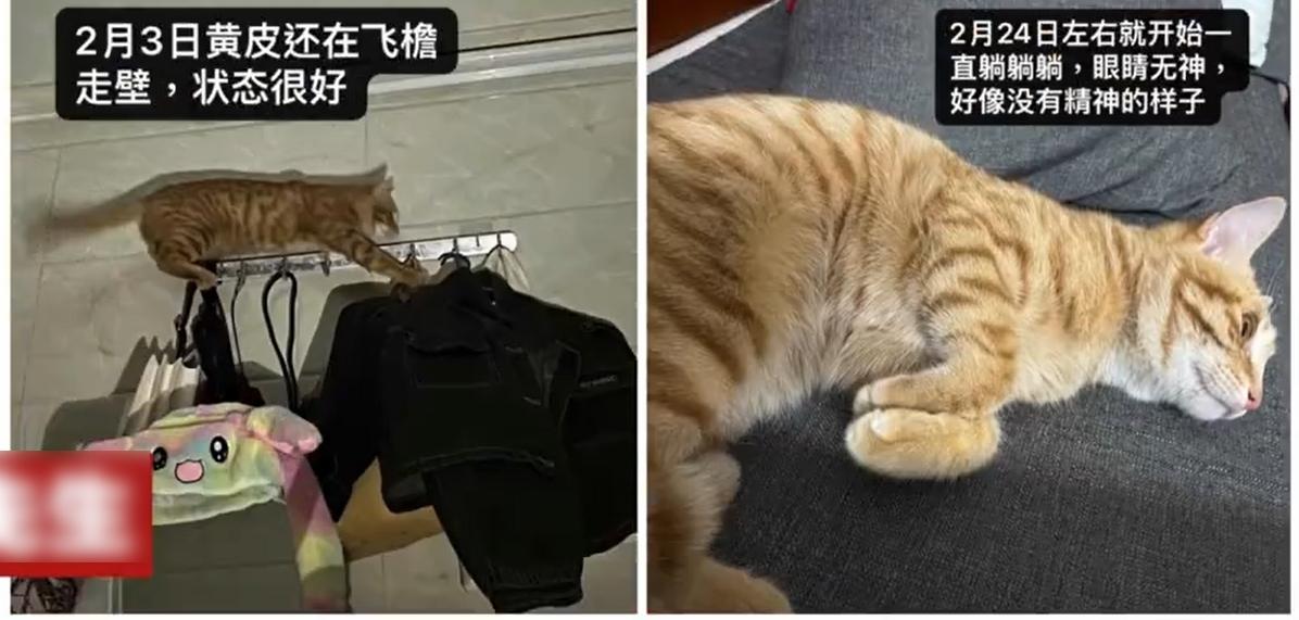 有貓主表示,愛貓未吃涉事貓糧前狀態很好,但吃了之後變得無精打采。(互聯網)