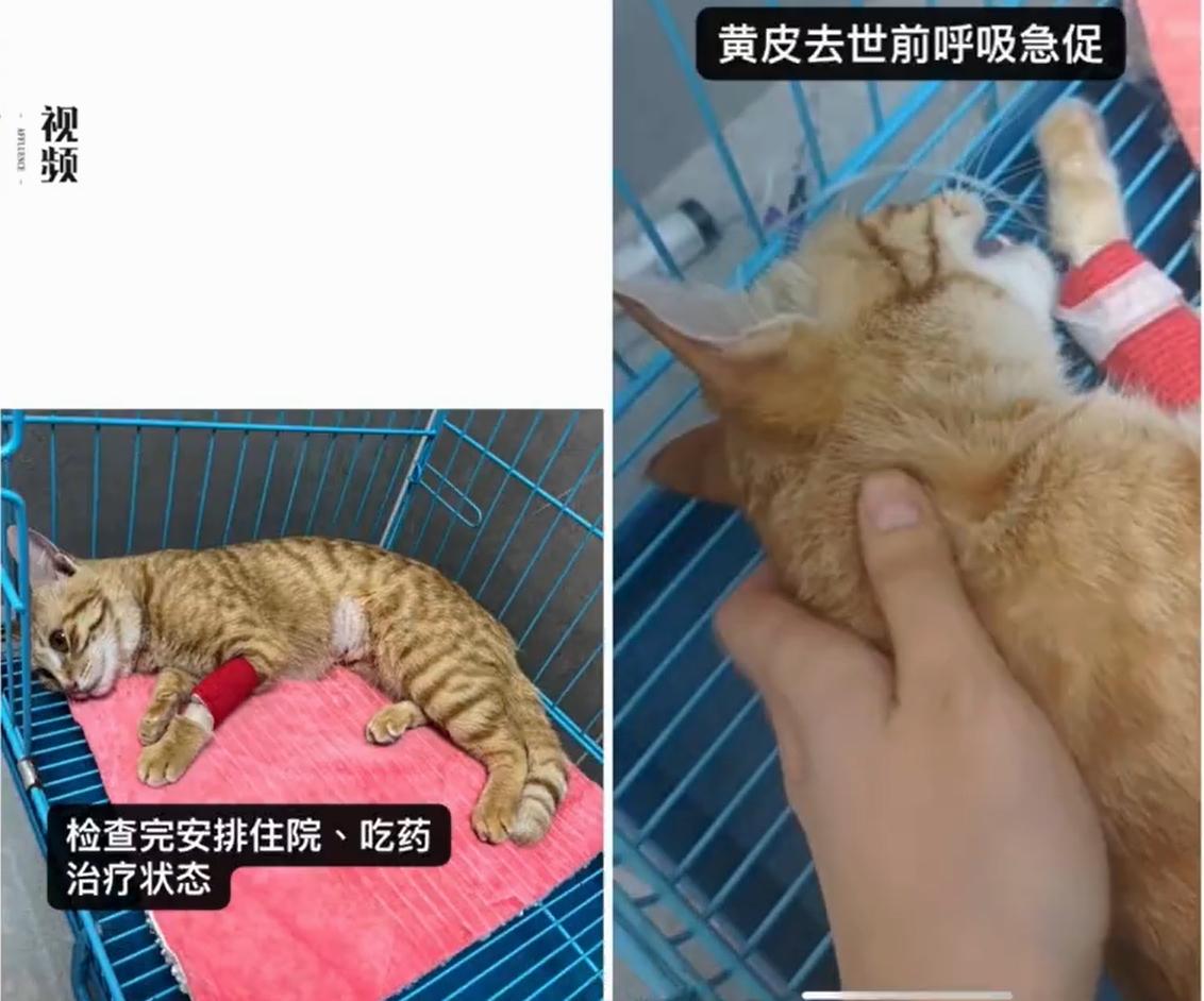 涉事貓咪最終不治。(互聯網)