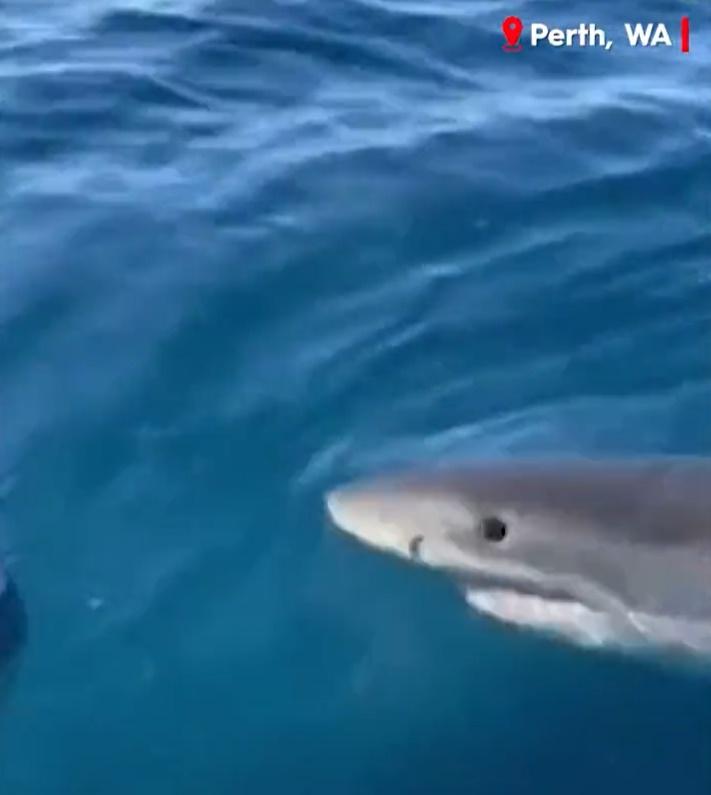 大白鯊攻擊小艇(Twitter)