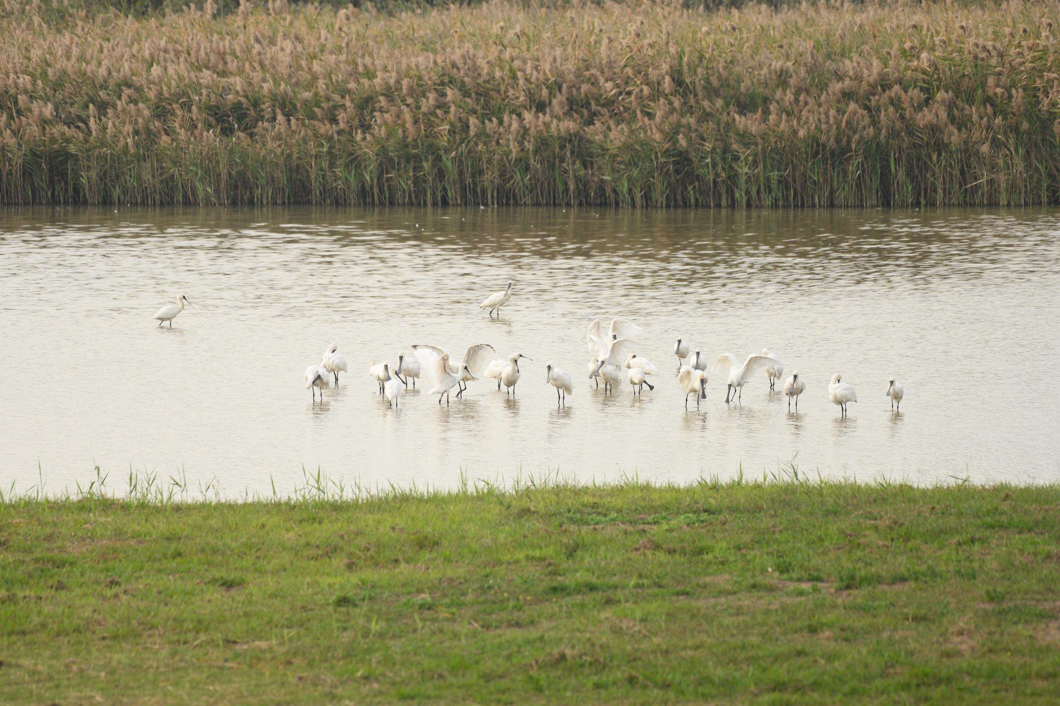 黑臉琵鷺。(香港觀鳥會提供)