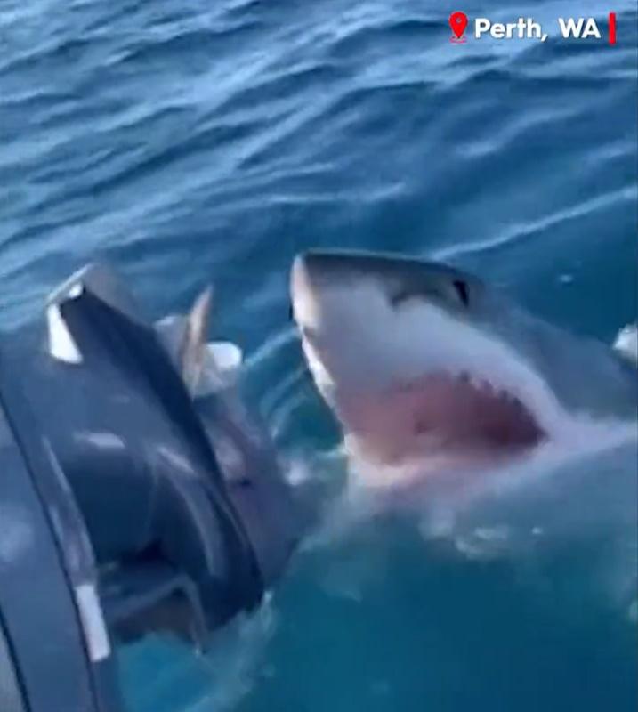 大白鯊攻擊小艇(Twitter)