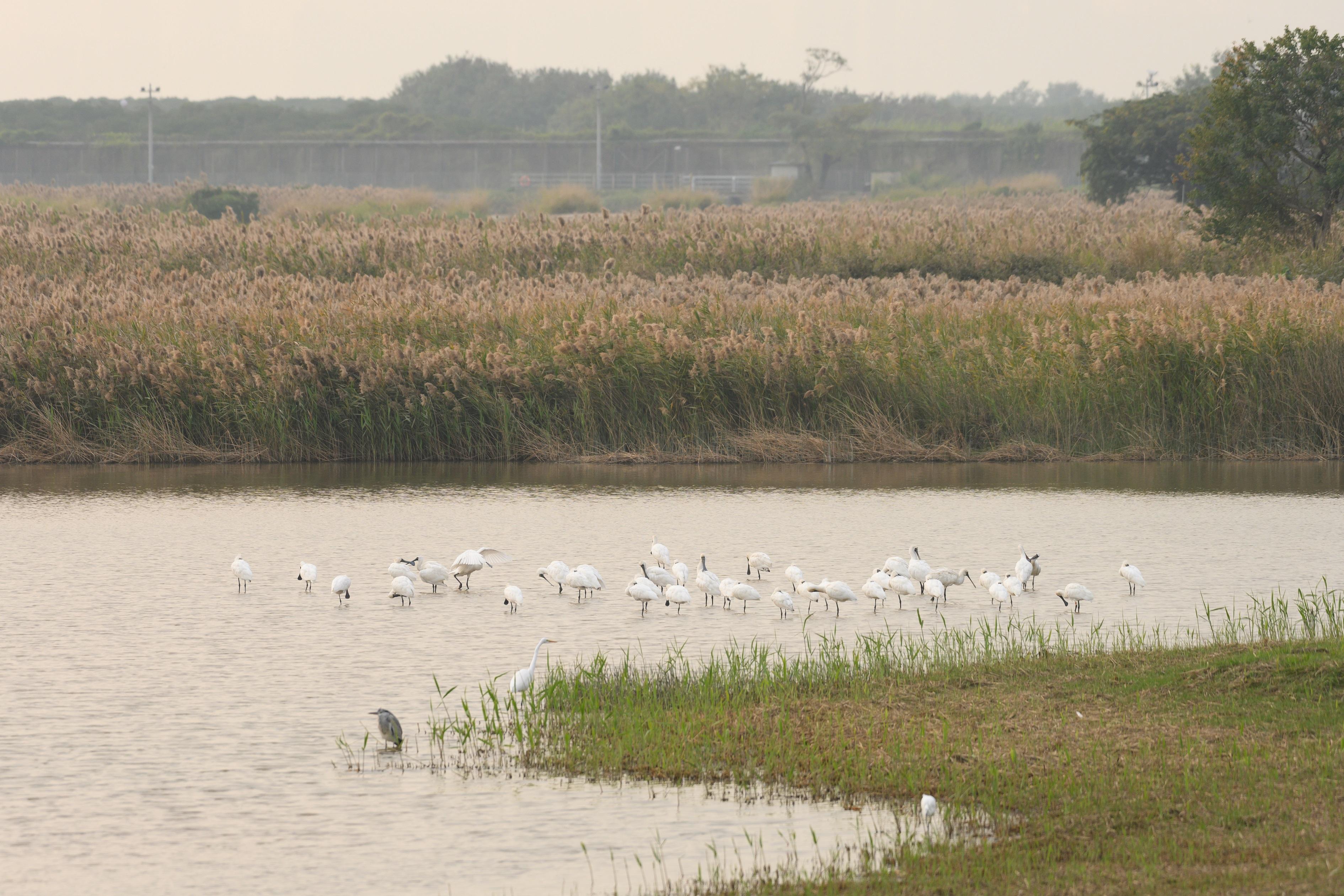 黑臉琵鷺。(香港觀鳥會提供)