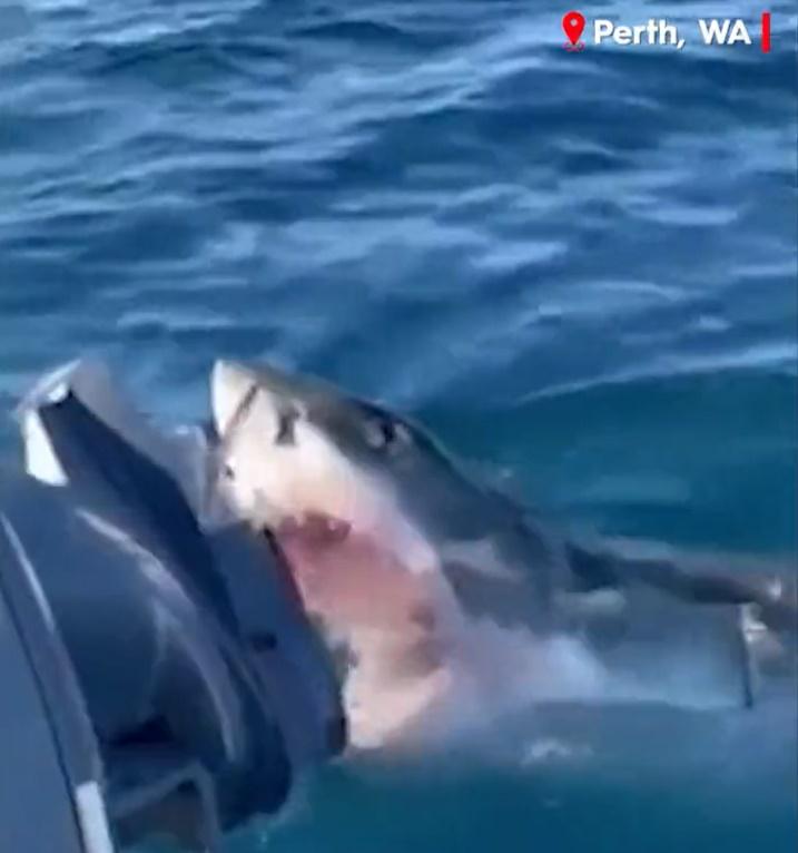 大白鯊攻擊小艇(Twitter)
