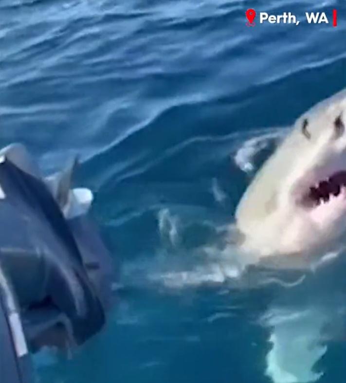 大白鯊攻擊小艇(Twitter)