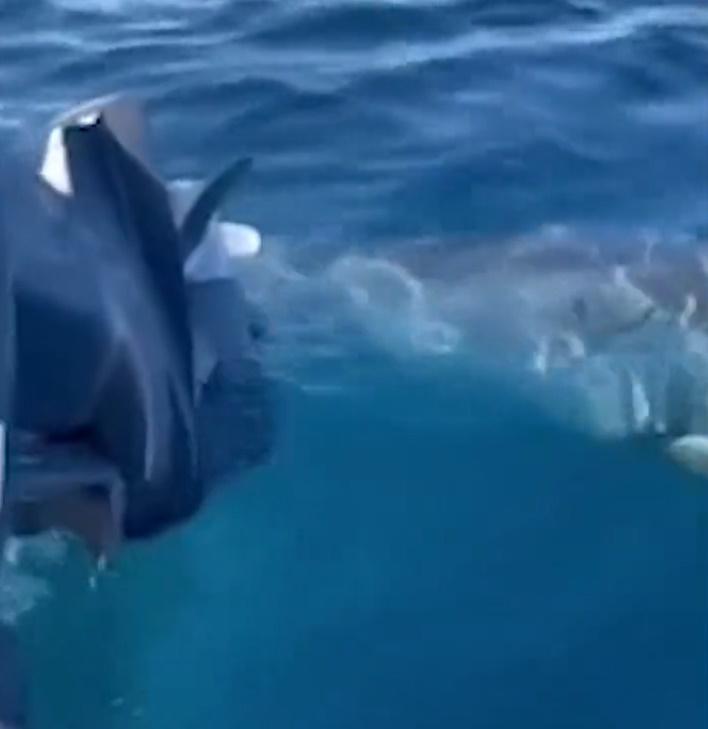 大白鯊攻擊小艇(Twitter)