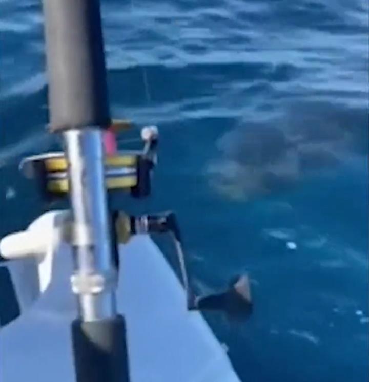 大白鯊攻擊小艇(Twitter)