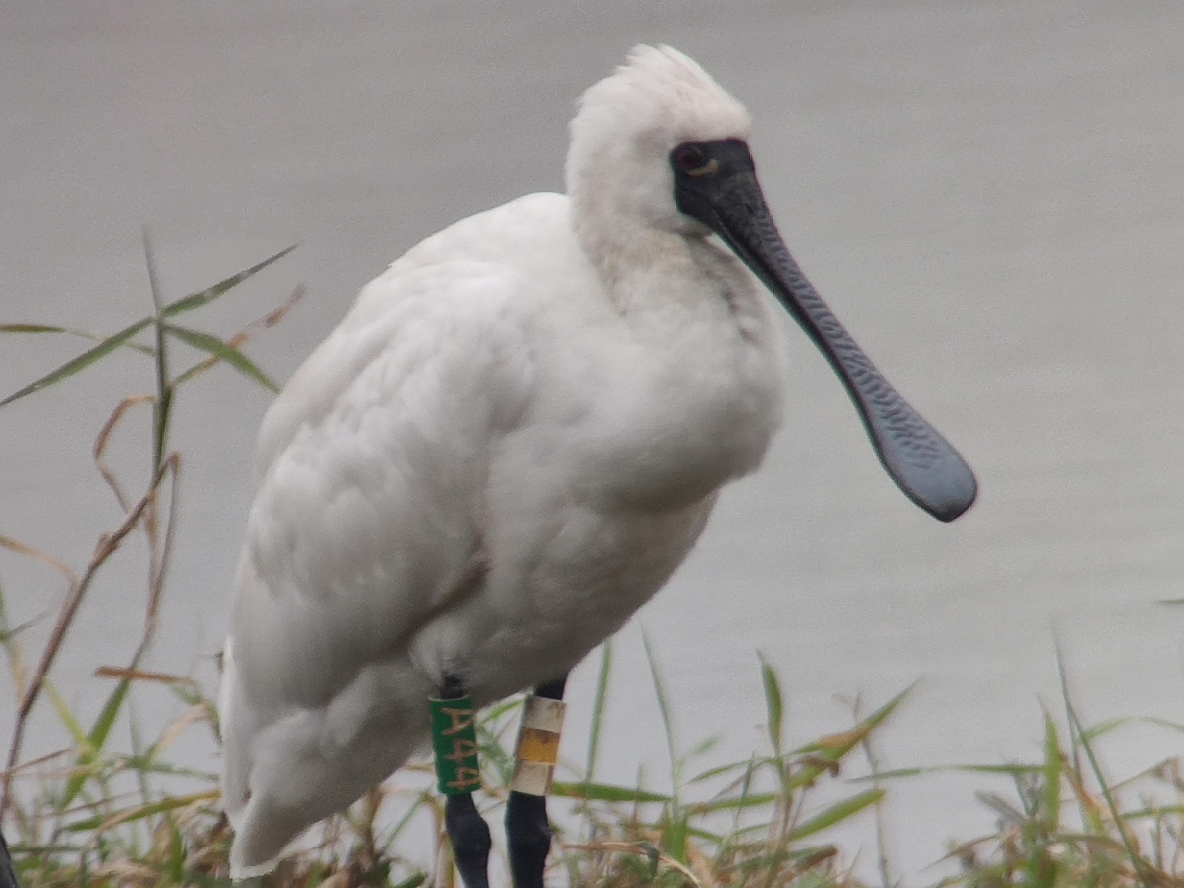 黑臉琵鷺。(香港觀鳥會提供)