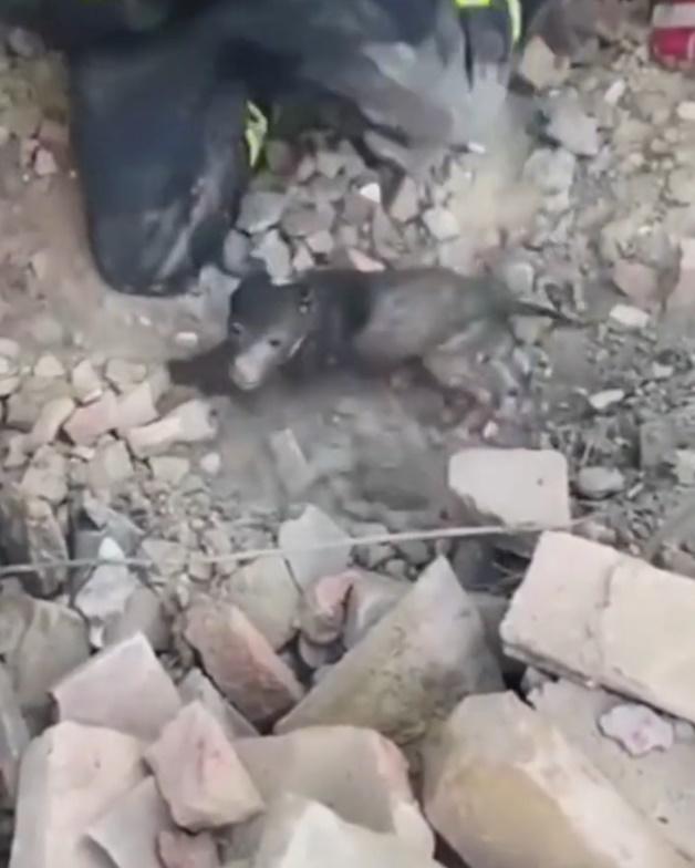 小狗獲救,更將眼睜得大大,似乎無大礙。(Twitter)