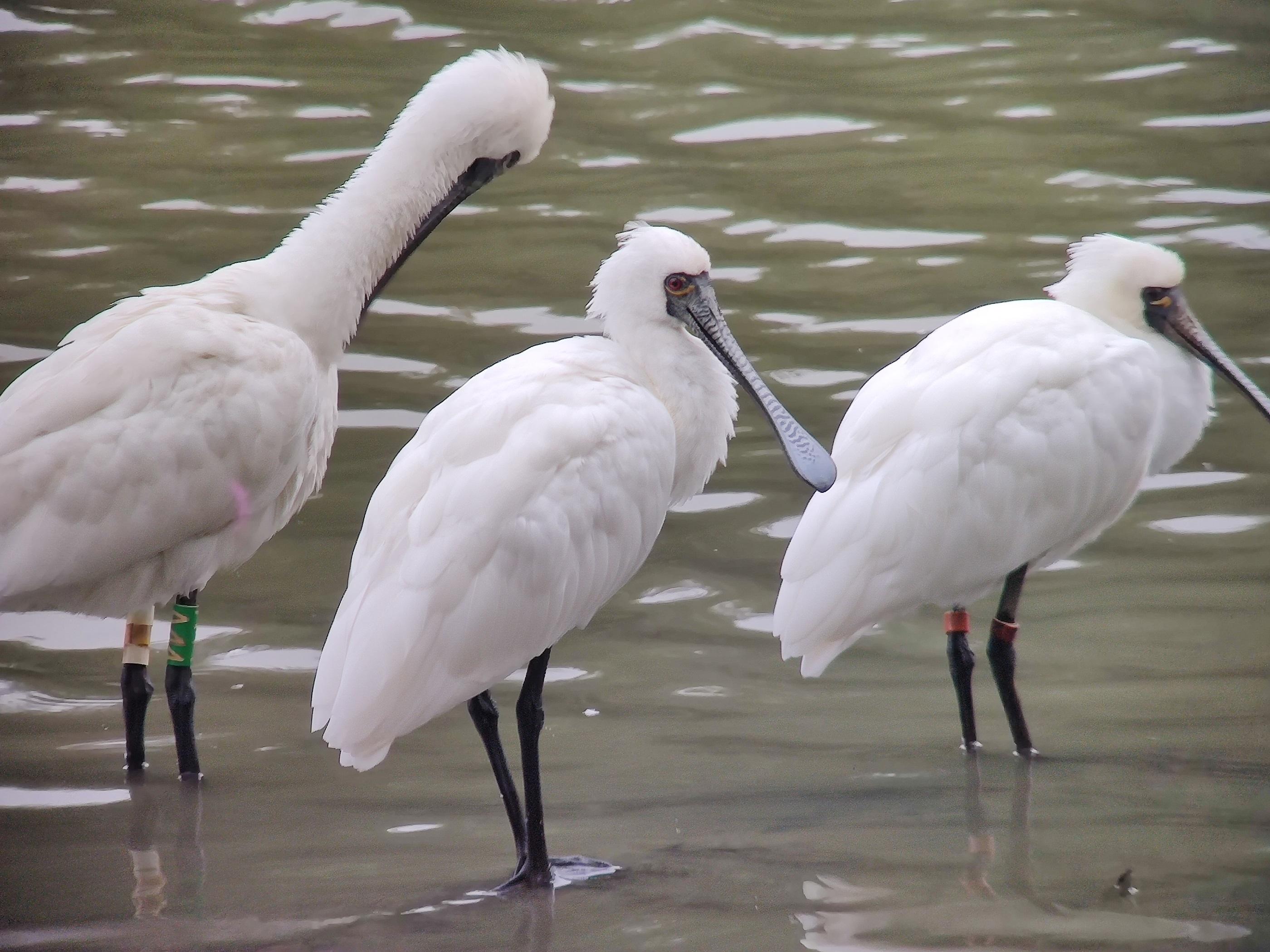 黑臉琵鷺。(香港觀鳥會提供)