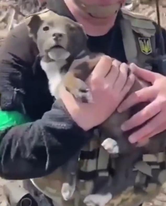 救援人員將小狗帶離瓦礫。(Twitter)