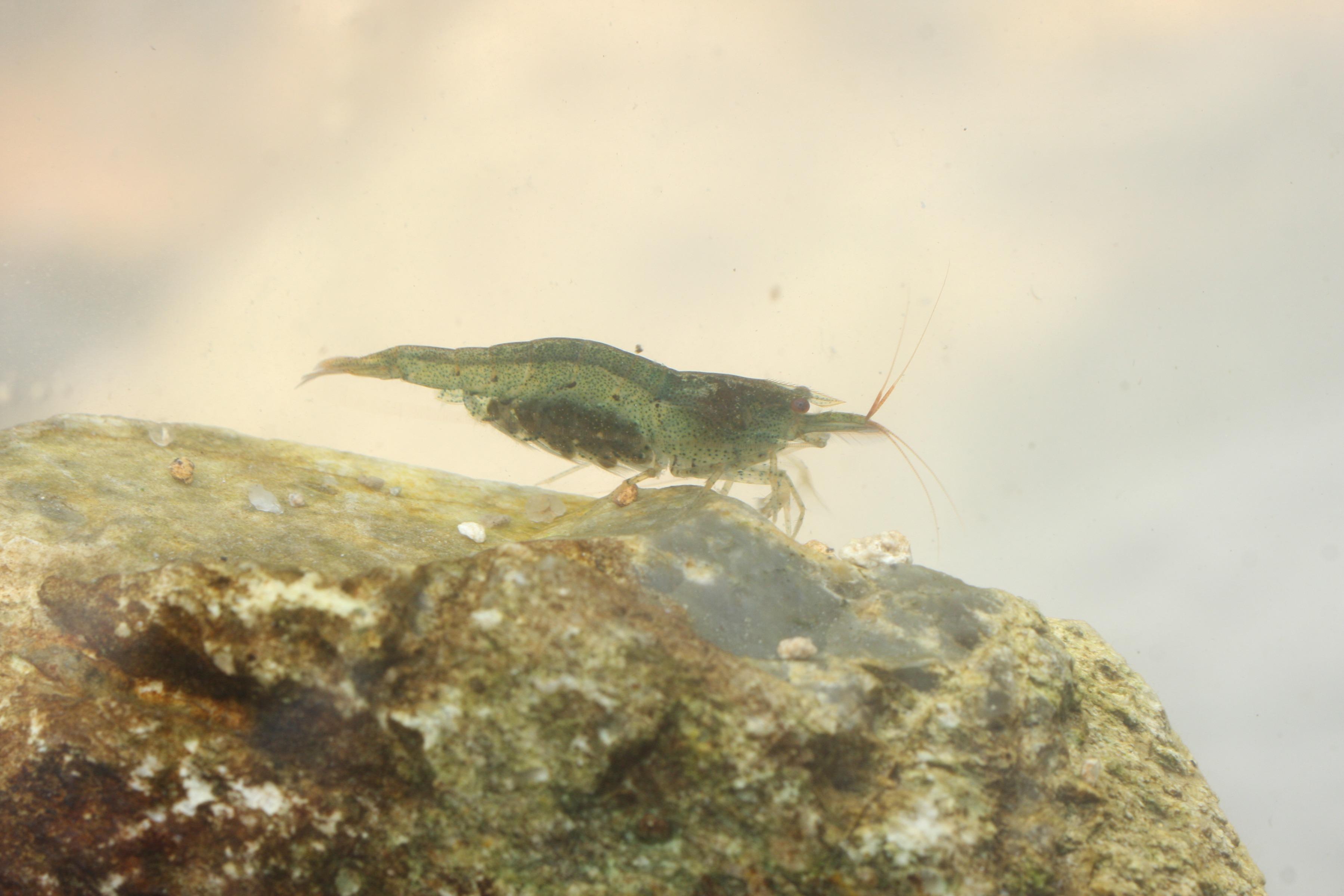 河溪常見的廣東米蝦,會食用水中的有機物質,變相令溪水更清澈。