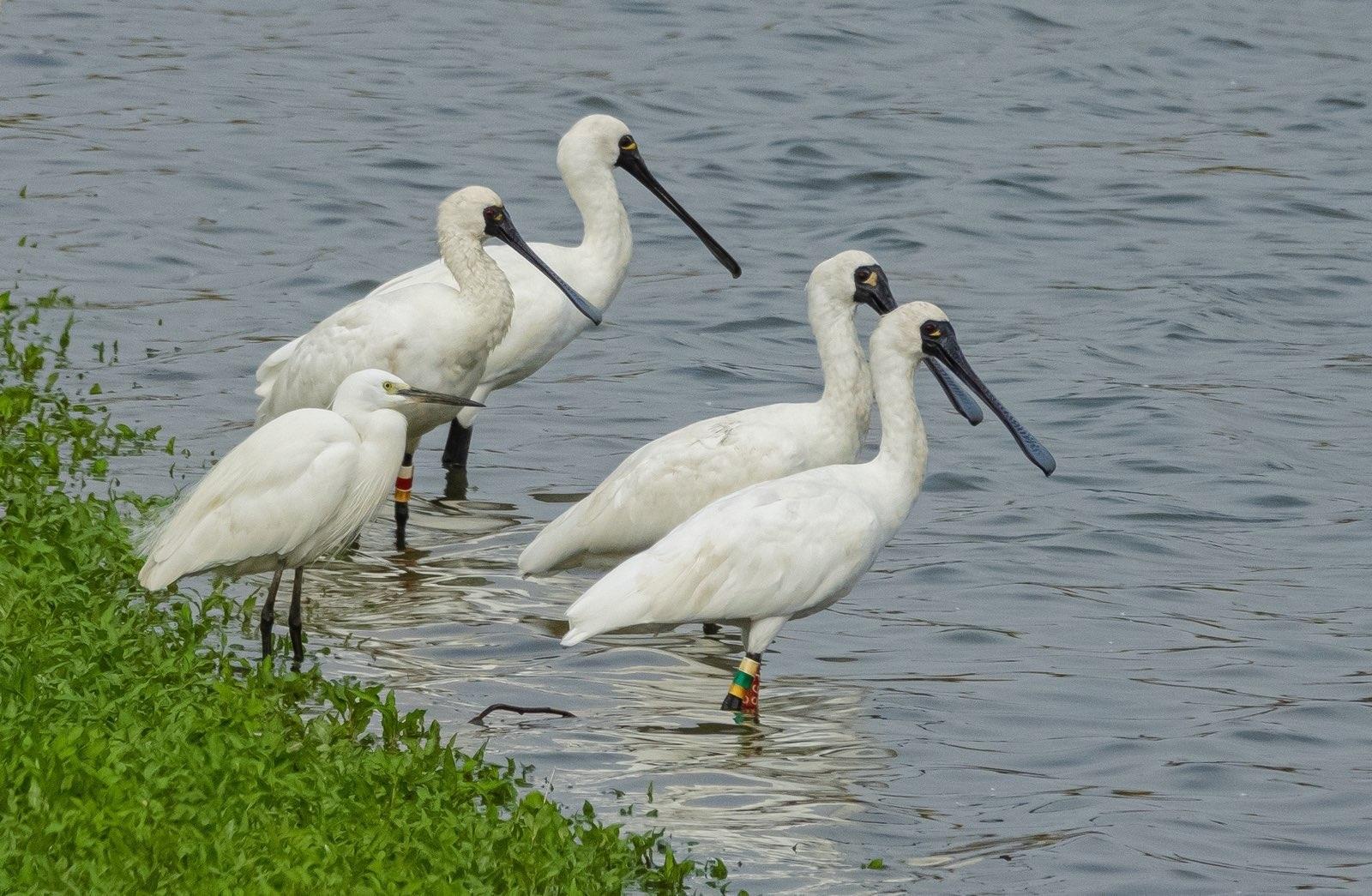 黑臉琵鷺。(香港觀鳥會提供)
