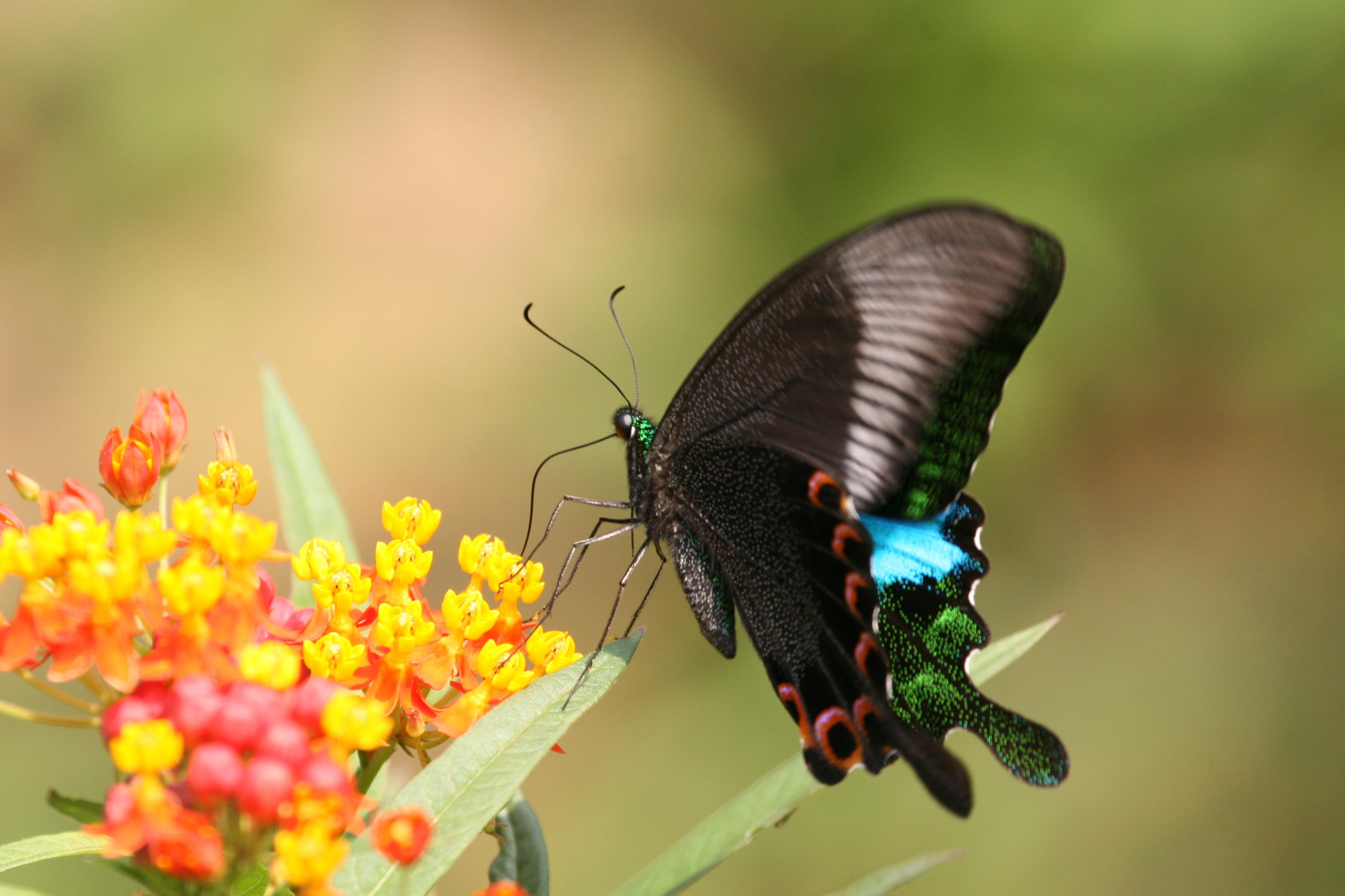 集水區同時受《水務設施條例》及《郊野公園條例》規管,獲良好保護,生物多樣性非常豐富,常見小動物包括巴黎翠鳳蝶。