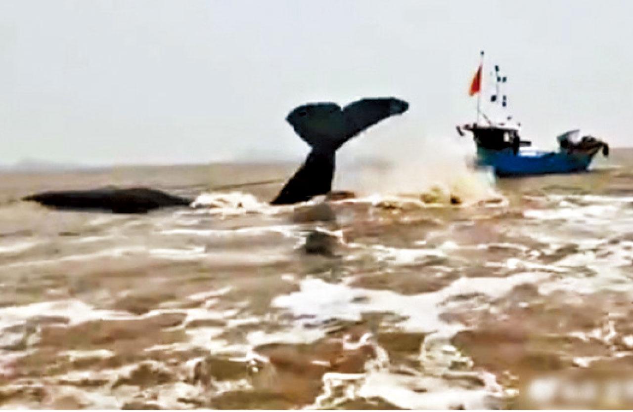 難度極大|專家指情況不容樂觀 抹香鯨擱淺寧波待救