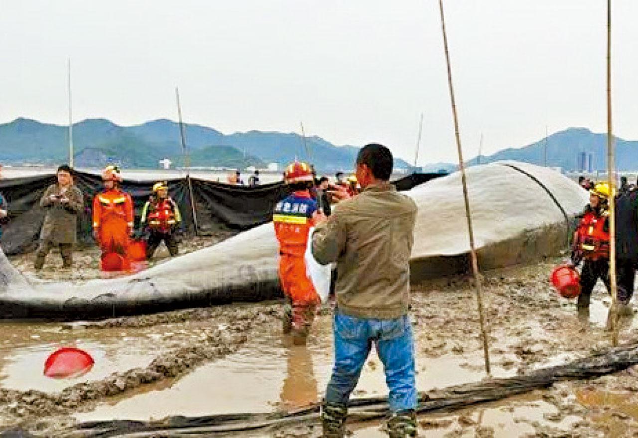 難度極大|專家指情況不容樂觀 抹香鯨擱淺寧波待救