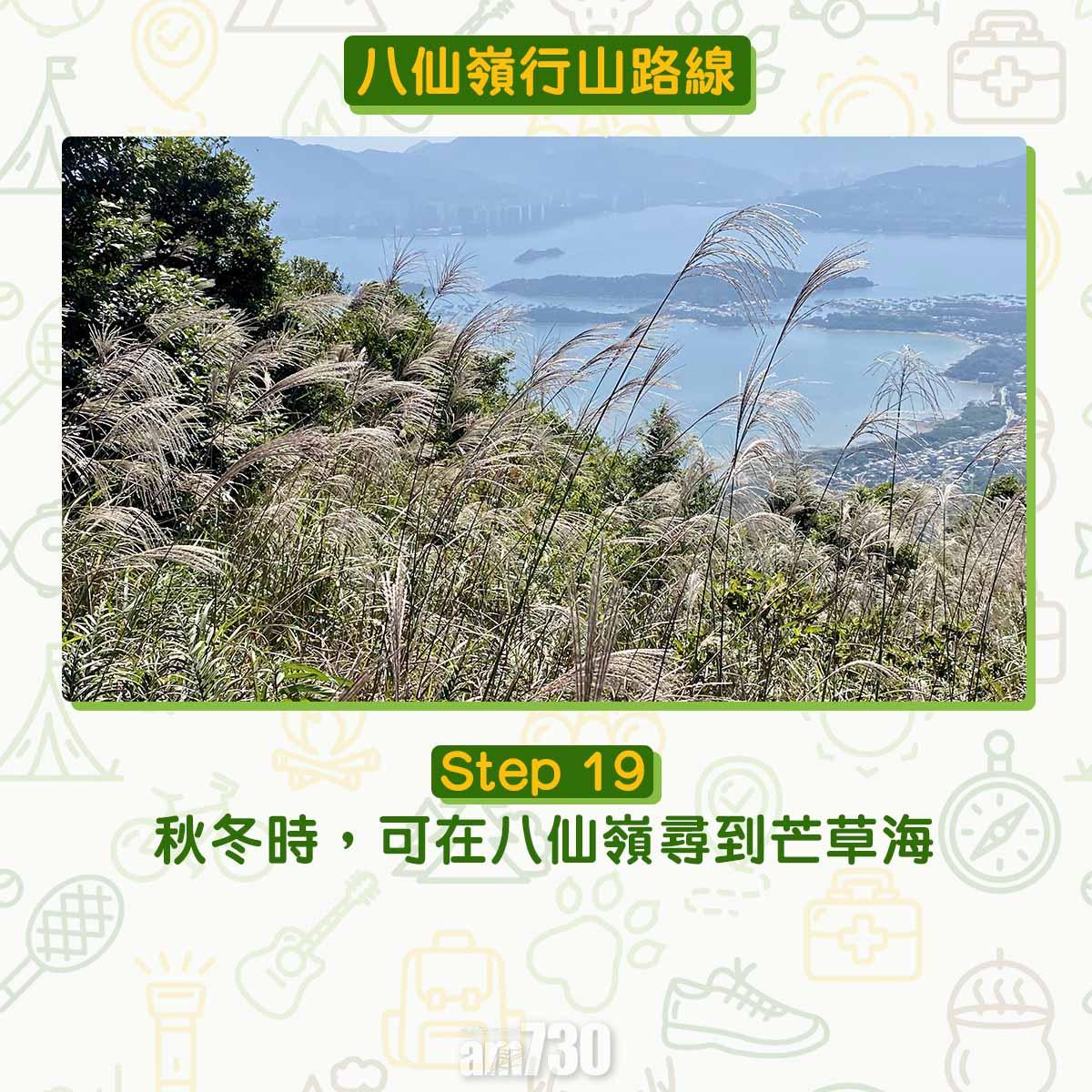 八仙嶺行山路線|秋冬時,可在八仙嶺尋到芒草海。