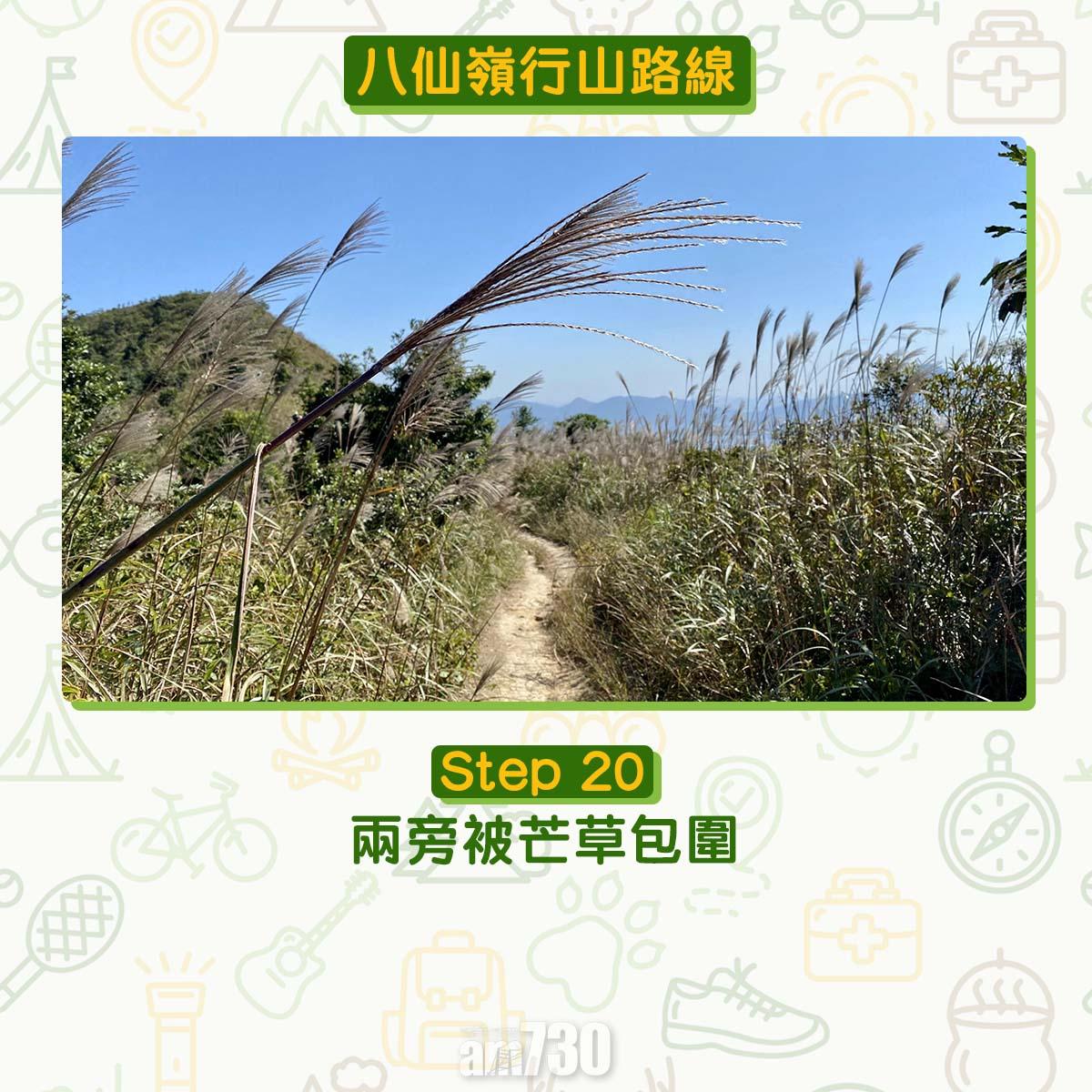 八仙嶺行山路線|兩旁被芒草包圍。