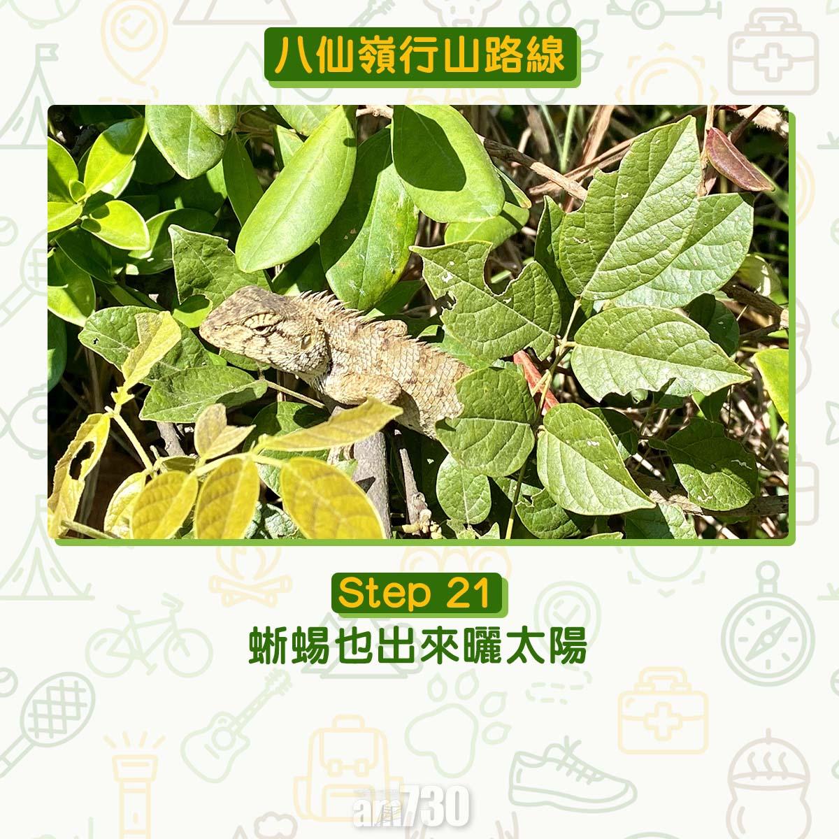 八仙嶺行山路線|蜥蝪也出來曬太陽。