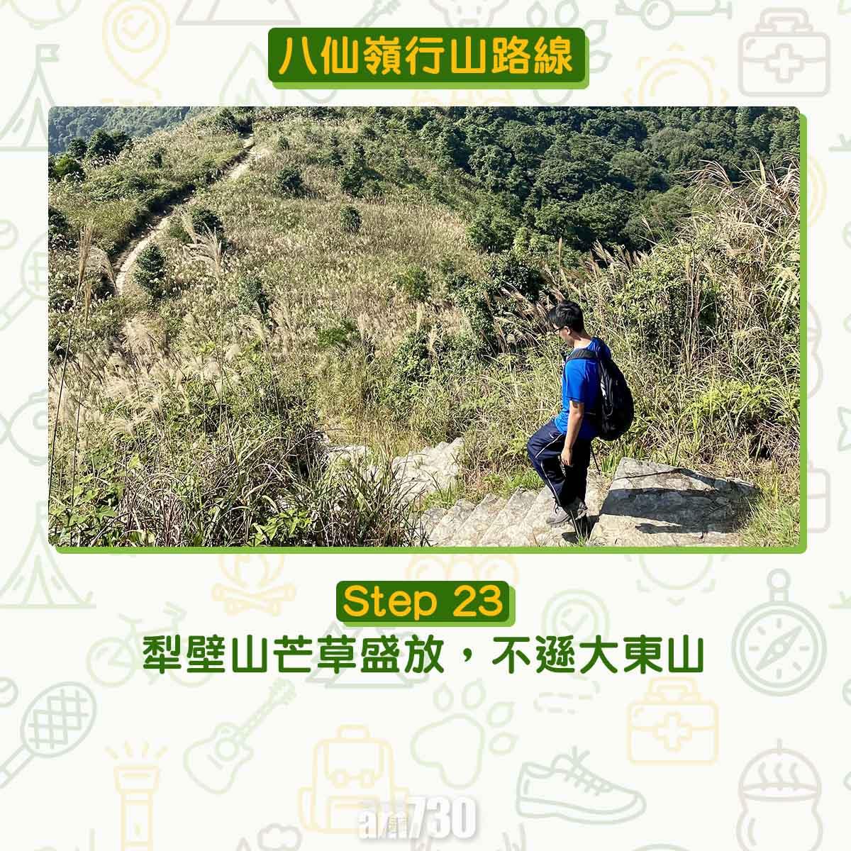 八仙嶺行山路線|犁壁山芒草盛放,不遜大東山。
